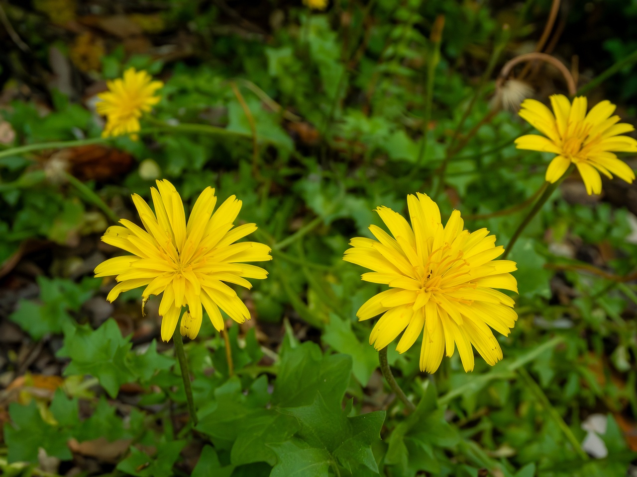 Hyoseris radiata _2025-05-14_1-4