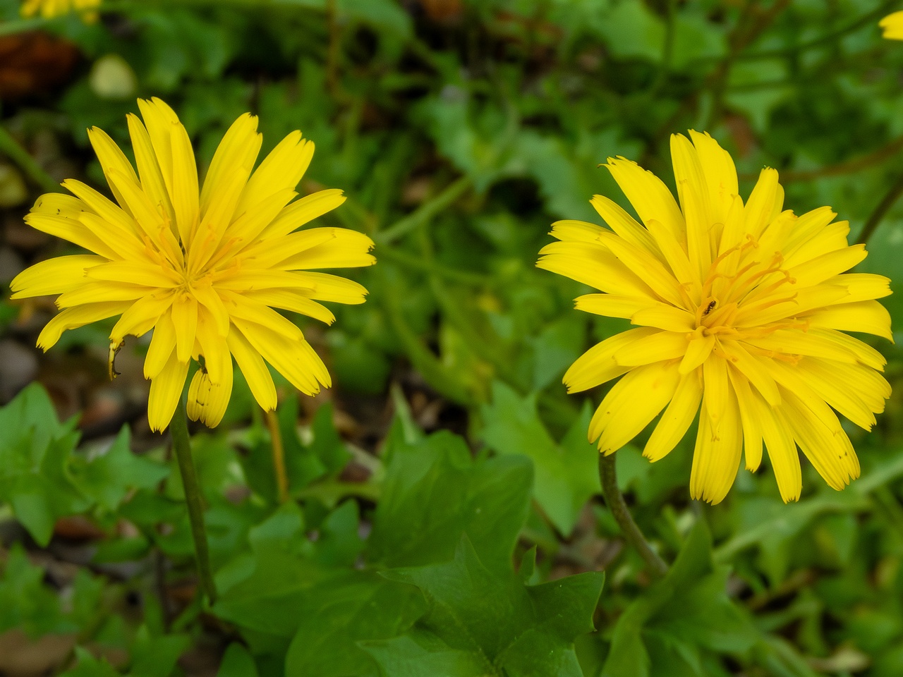 Hyoseris radiata _2025-05-14_1-5