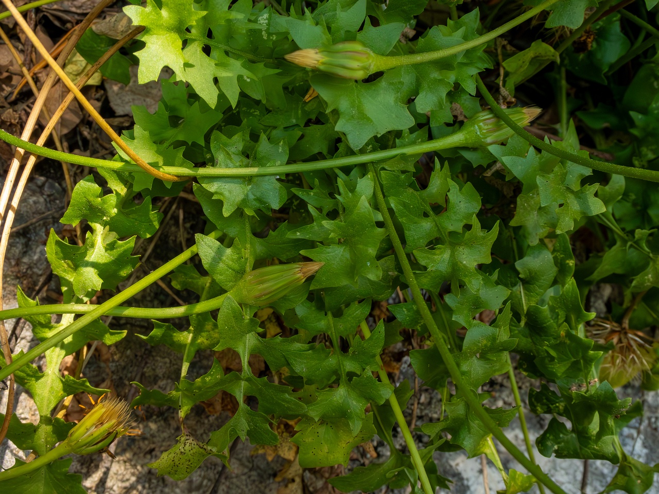 Hyoseris radiata _2025-05-14_1-6