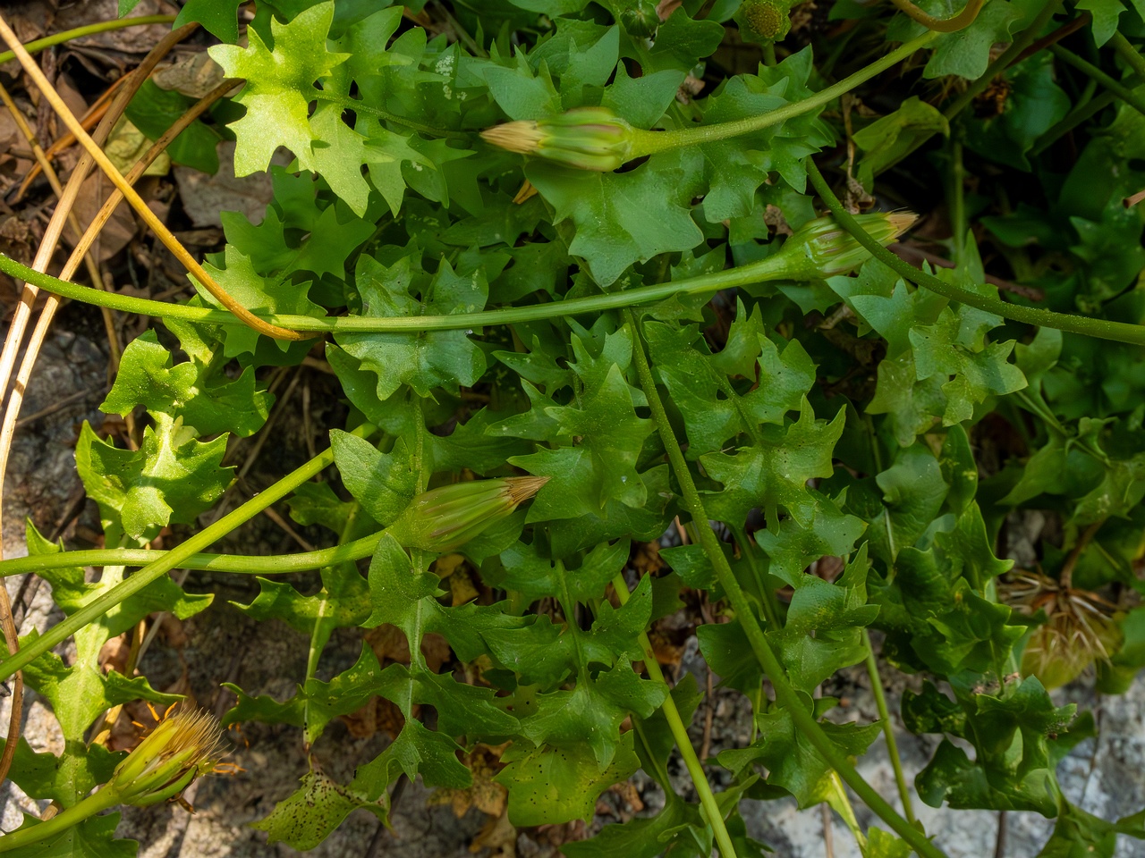 Hyoseris radiata _2025-05-14_1-7