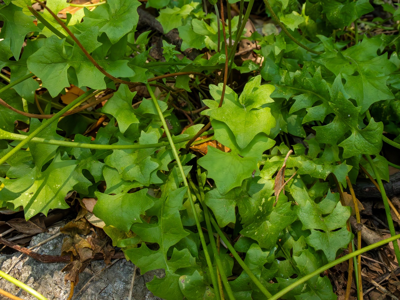 Hyoseris radiata _2025-05-14_1-8