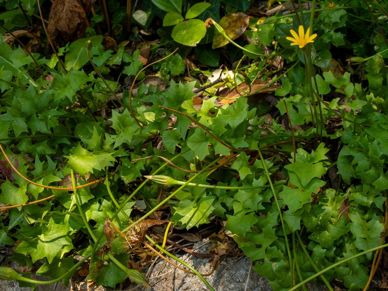 Hyoseris radiata _2025-05-14_1-9