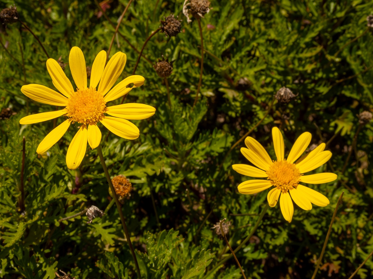 !Euryops pectinatus _2025-05-12_1-2