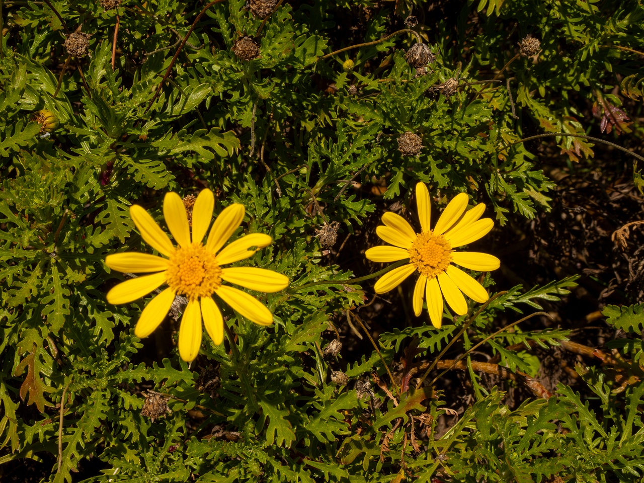 Euryops pectinatus _2025-05-12_1-1