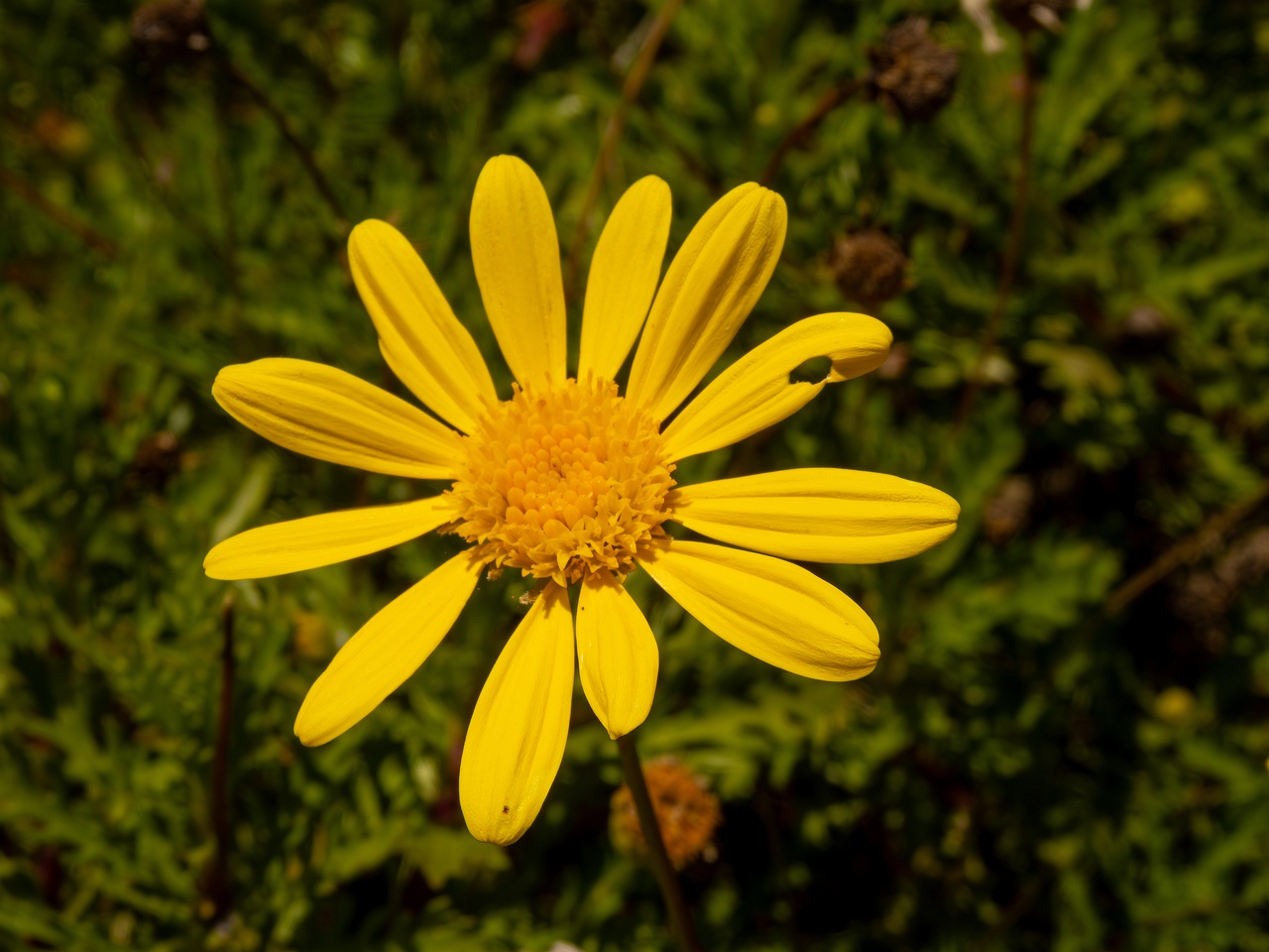 Euryops pectinatus _2025-05-12_1-3