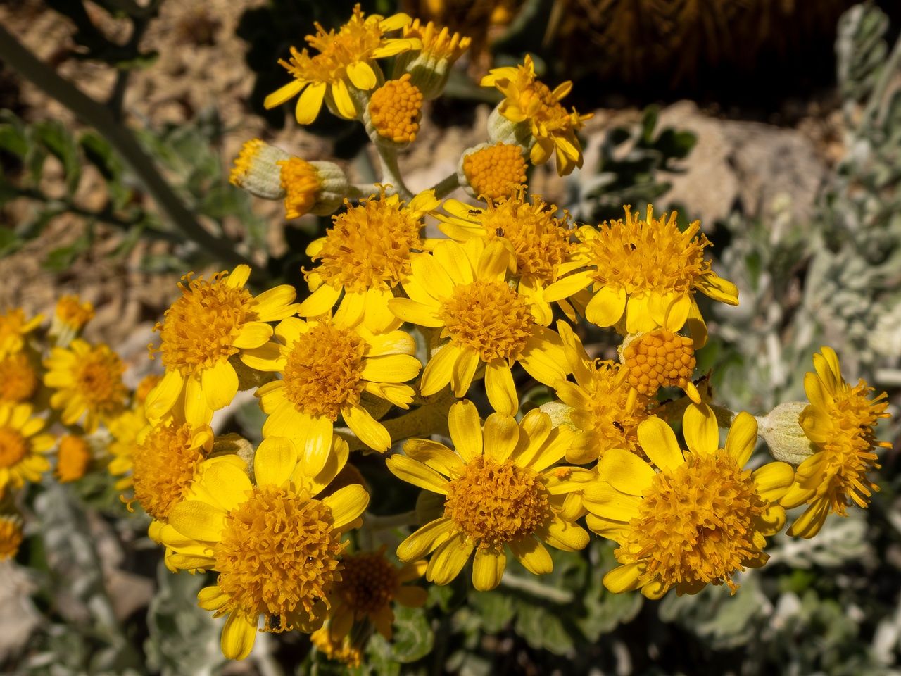 !Jacobaea maritima _2025-05-15_1-4
