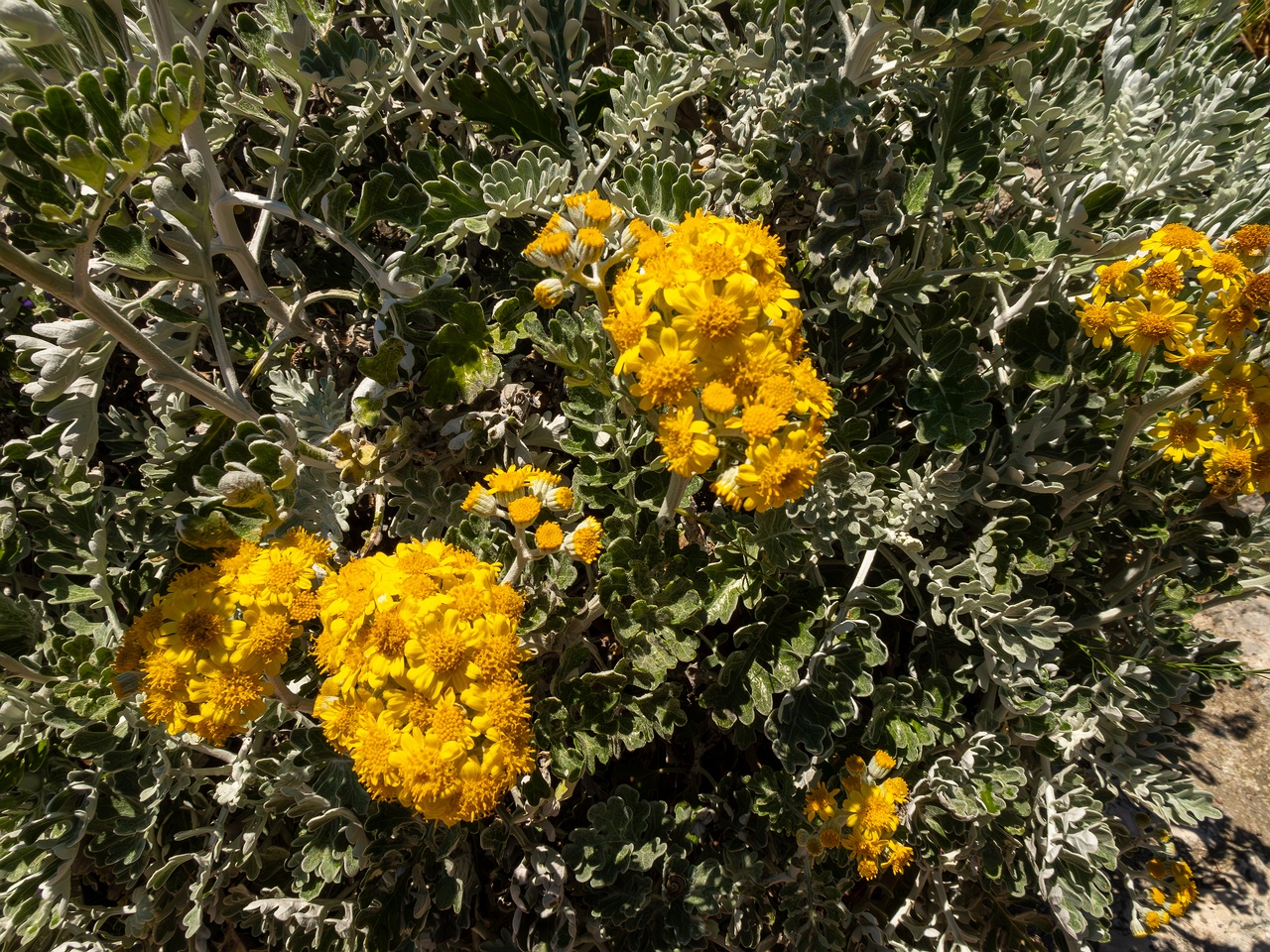 Jacobaea maritima _2025-05-15_1-1