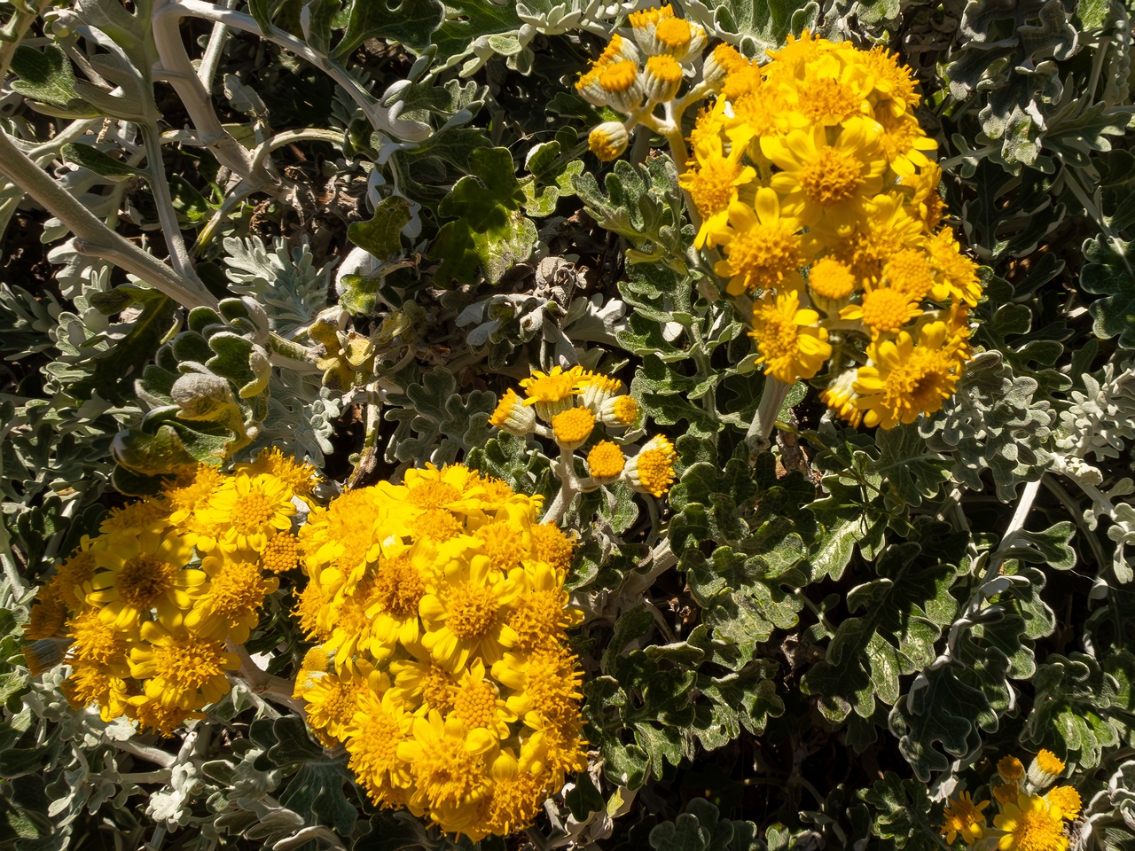 Jacobaea maritima _2025-05-15_1-2