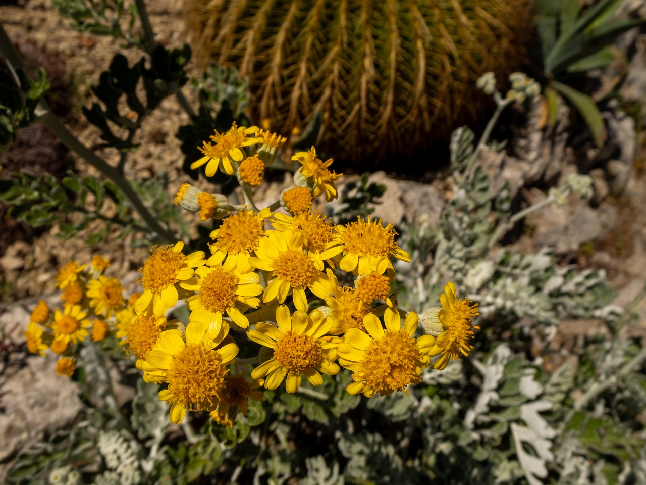 Jacobaea maritima _2025-05-15_1-3