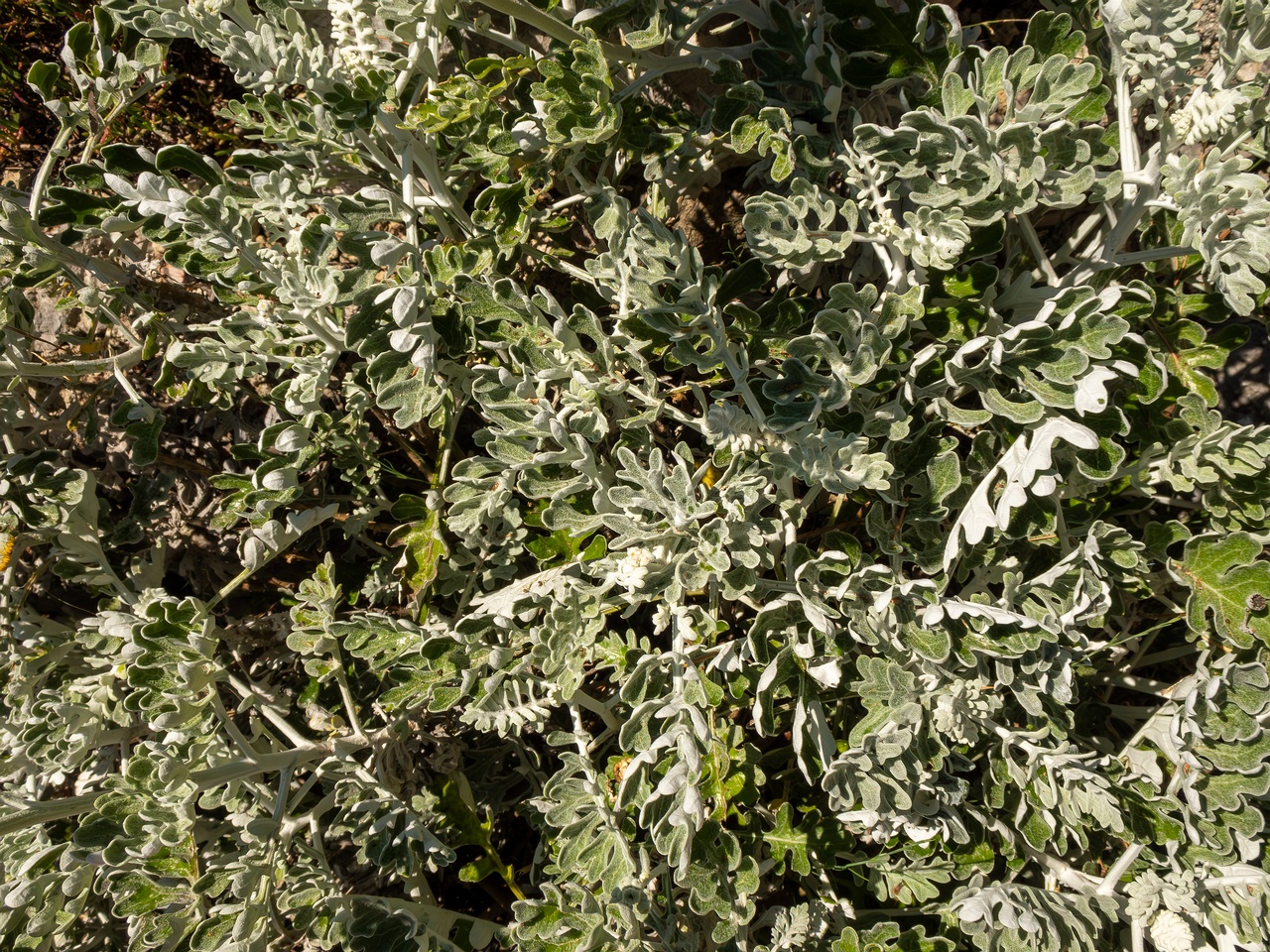 Jacobaea maritima _2025-05-15_1-5
