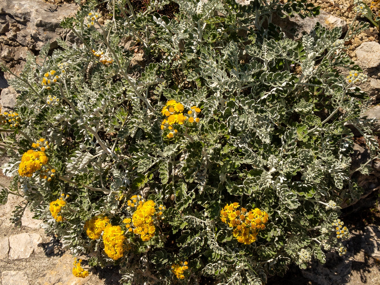 Jacobaea maritima _2025-05-15_1-7