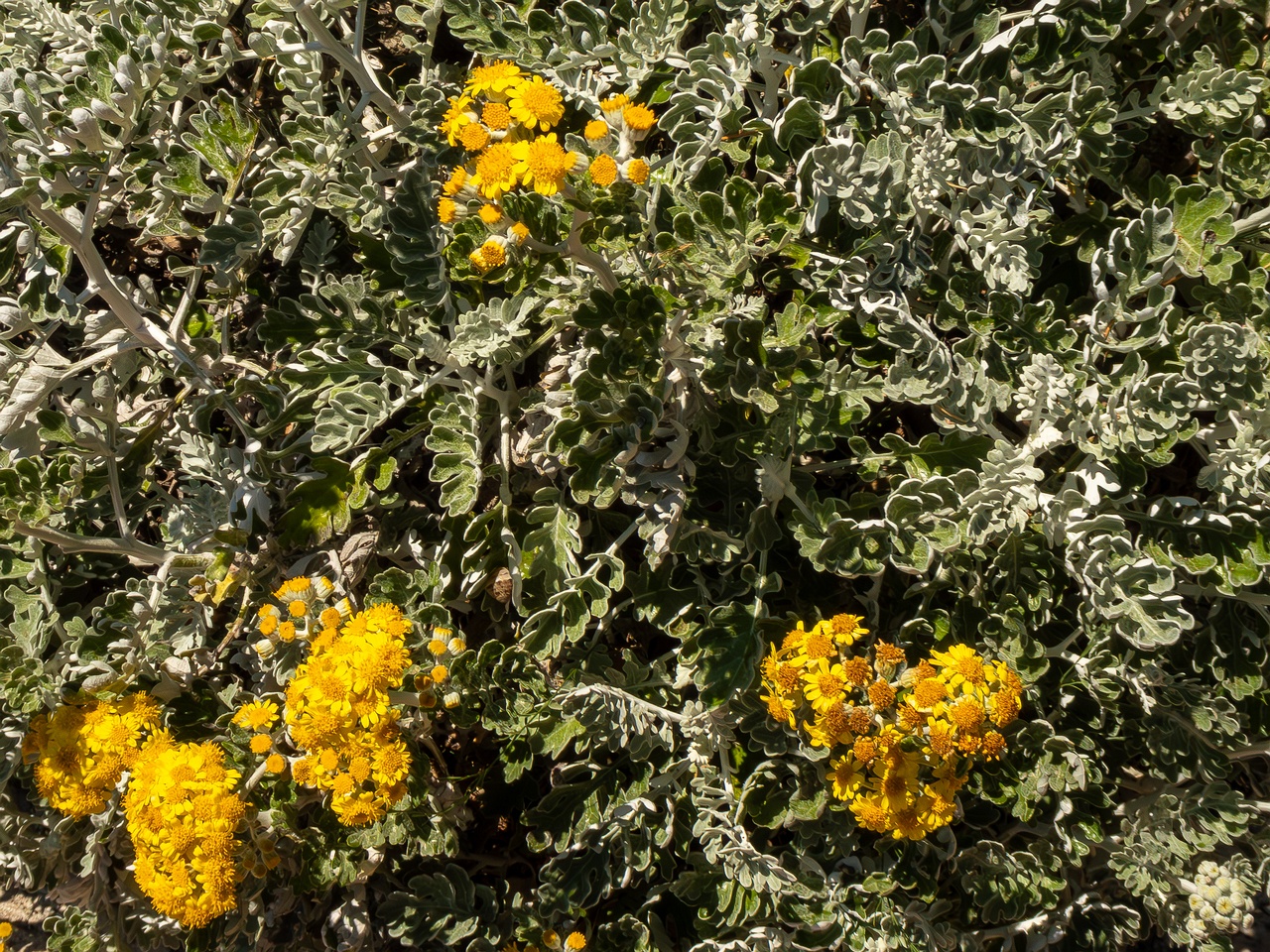 Jacobaea maritima _2025-05-15_1-8