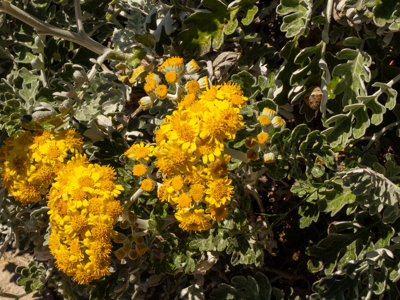 Jacobaea maritima _2025-05-15_1-9