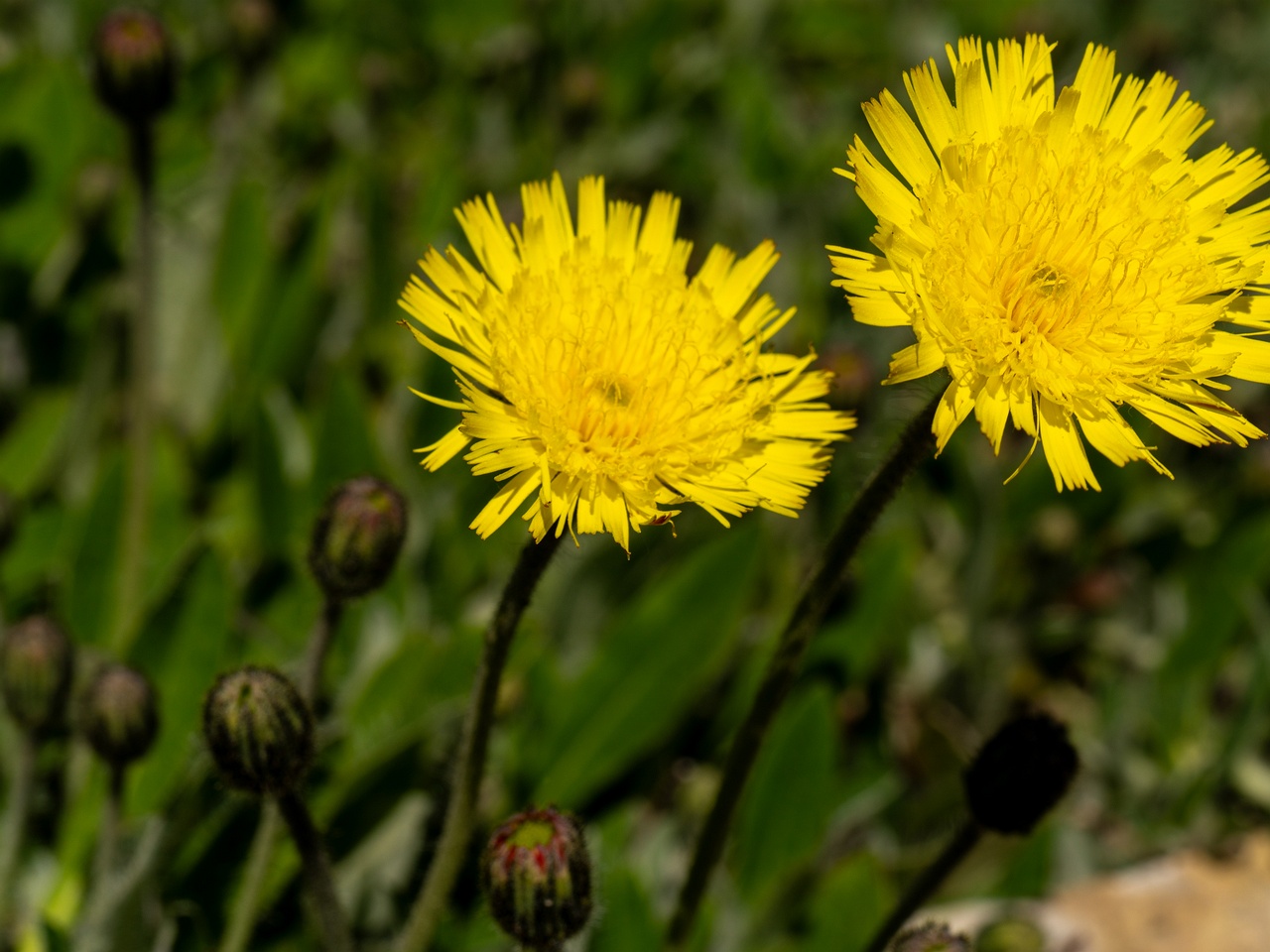 !Pilosella officinarum _2025-06-01_1-4