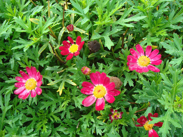 Аргирантемум кустистый 'Звездная Красная Шальная Маргаритка' - Argyranthemum frutescens 'Daisy Crazy Starlight Red'