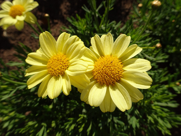 Аргирантемум кустистый 'Прамаргаритка Ярко Желтая' - Argyranthemum frutescens 'Grandaisy Bright Yellow'
