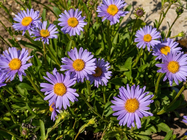 Астра альпийская - Aster alpinus