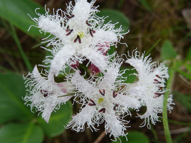 Вахта трёхлистная - Menyanthes trifoliata