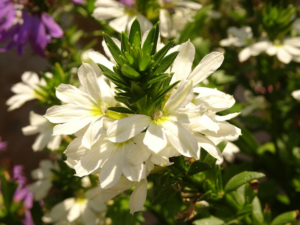 Сцевола приятная белая форма - Scaevola aemula f. alba