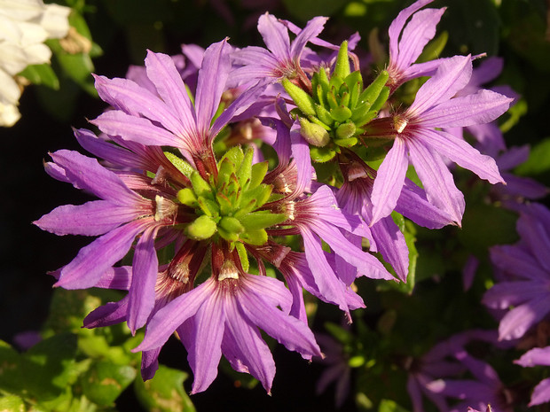 Сцевола приятная пурпурная форма - Scaevola aemula f. purpurea