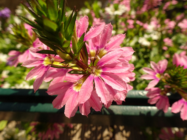 Сцевола приятная розовая форма - Scaevola aemula f. rosea