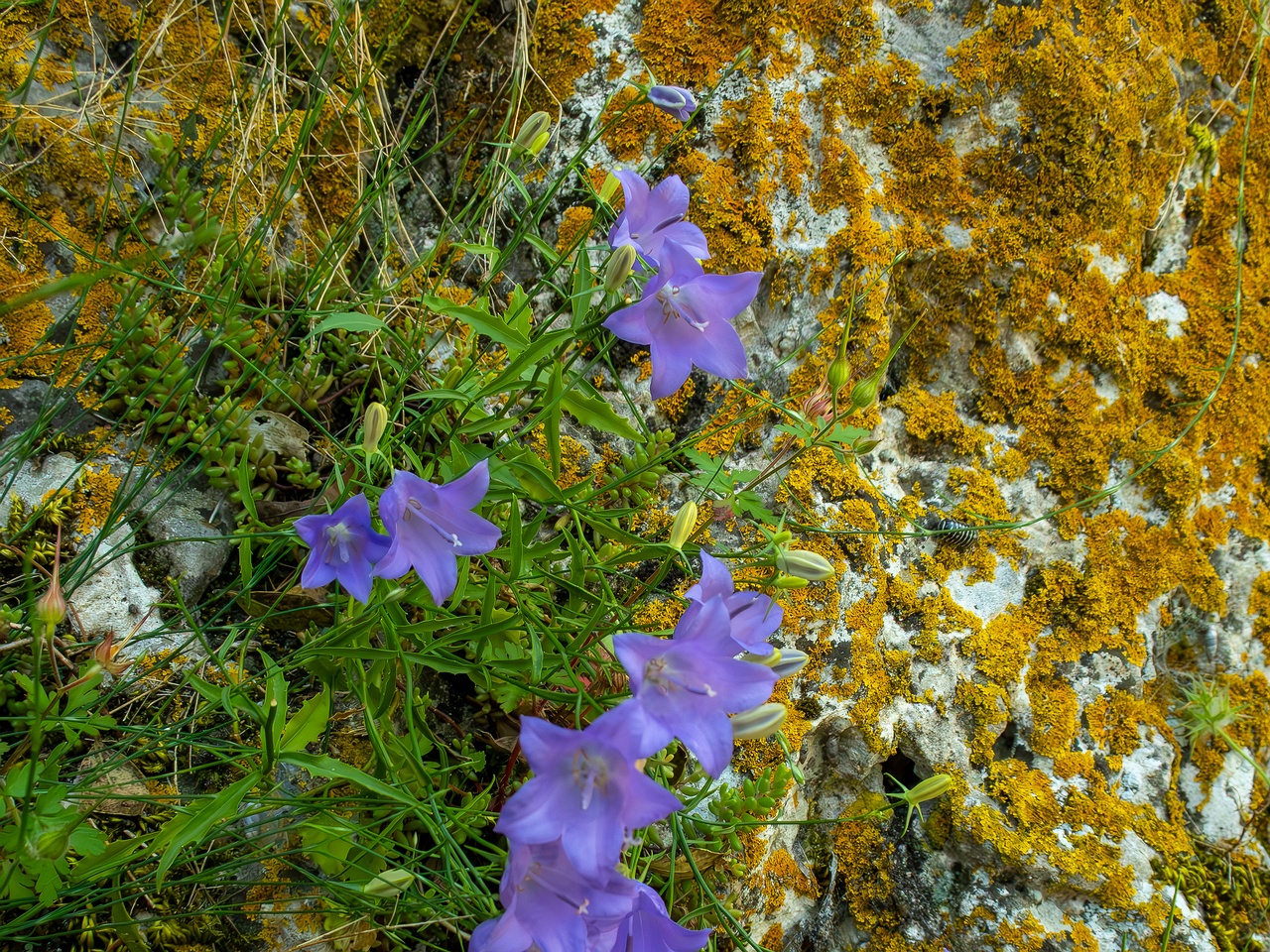 Campanula rotundifolia _2025-05-15_1-1