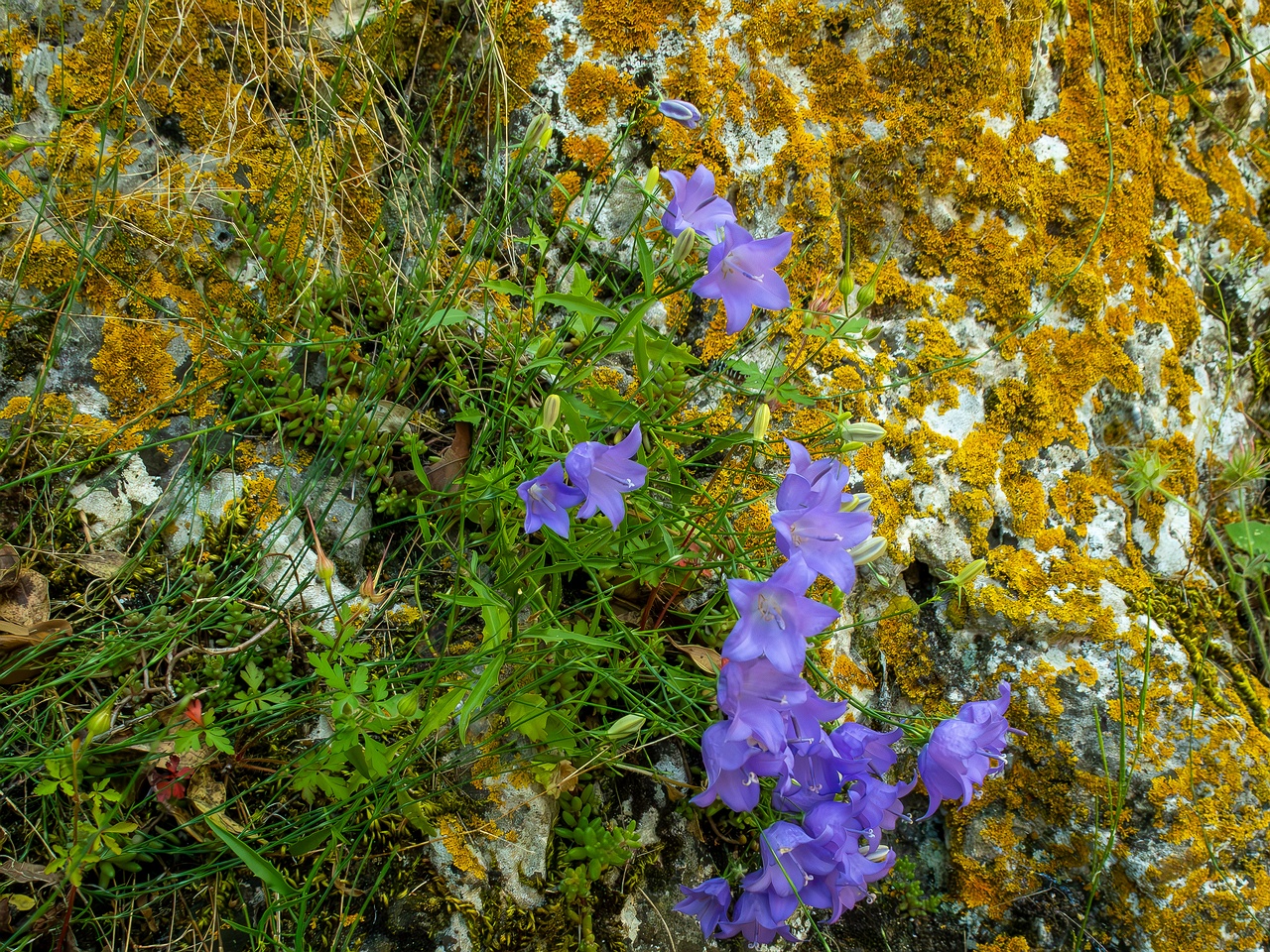 Campanula rotundifolia _2025-05-15_1-2