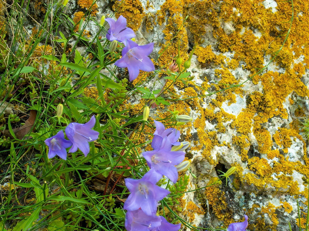 Campanula rotundifolia _2025-05-15_1-3