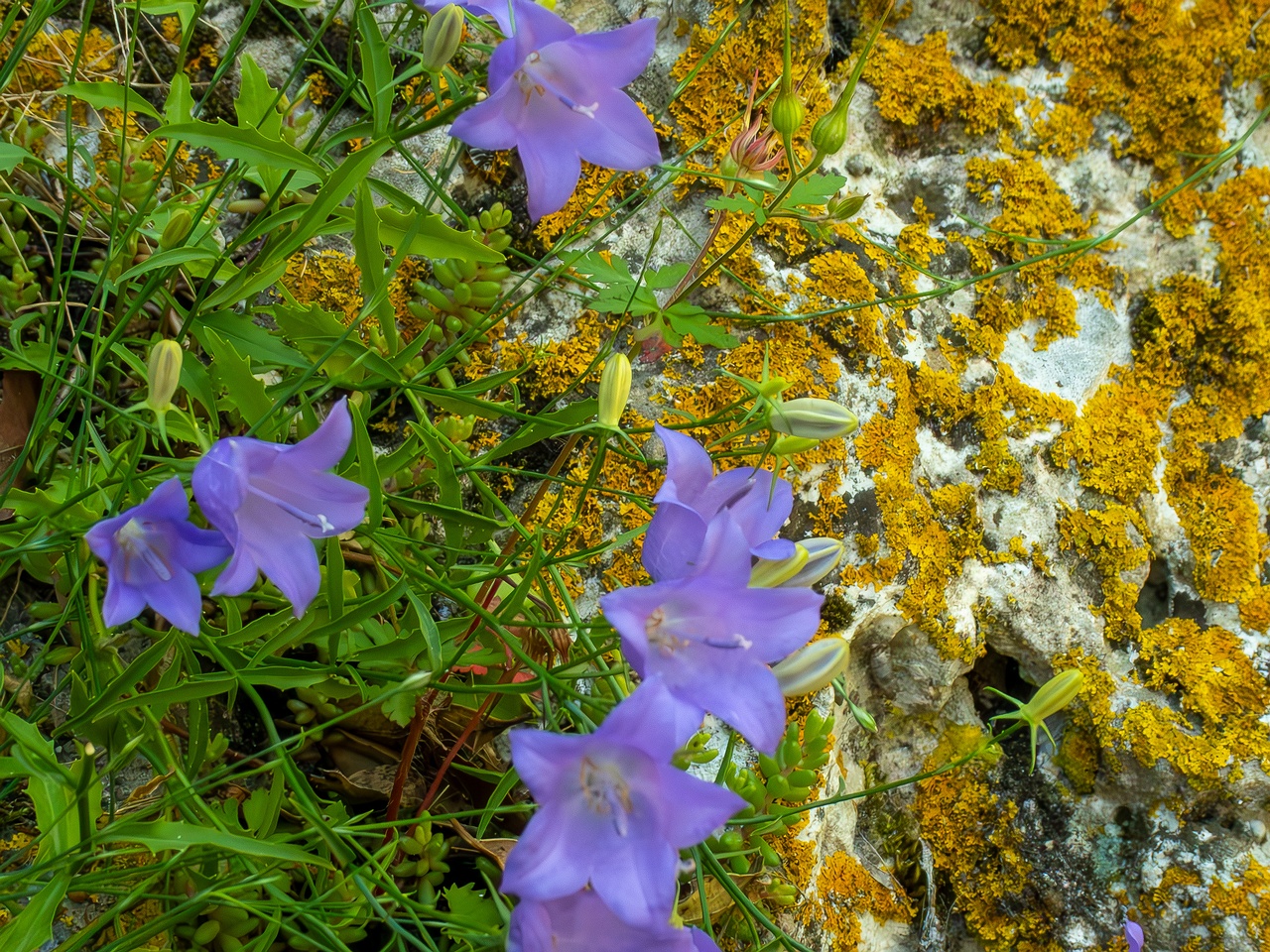 Campanula rotundifolia _2025-05-15_1-4