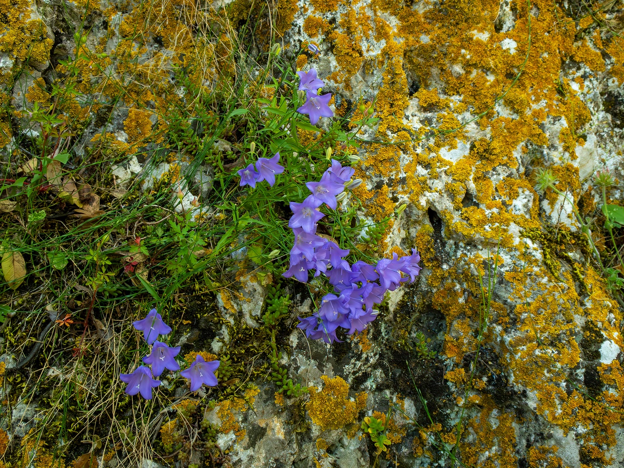 Campanula rotundifolia _2025-05-15_1-5