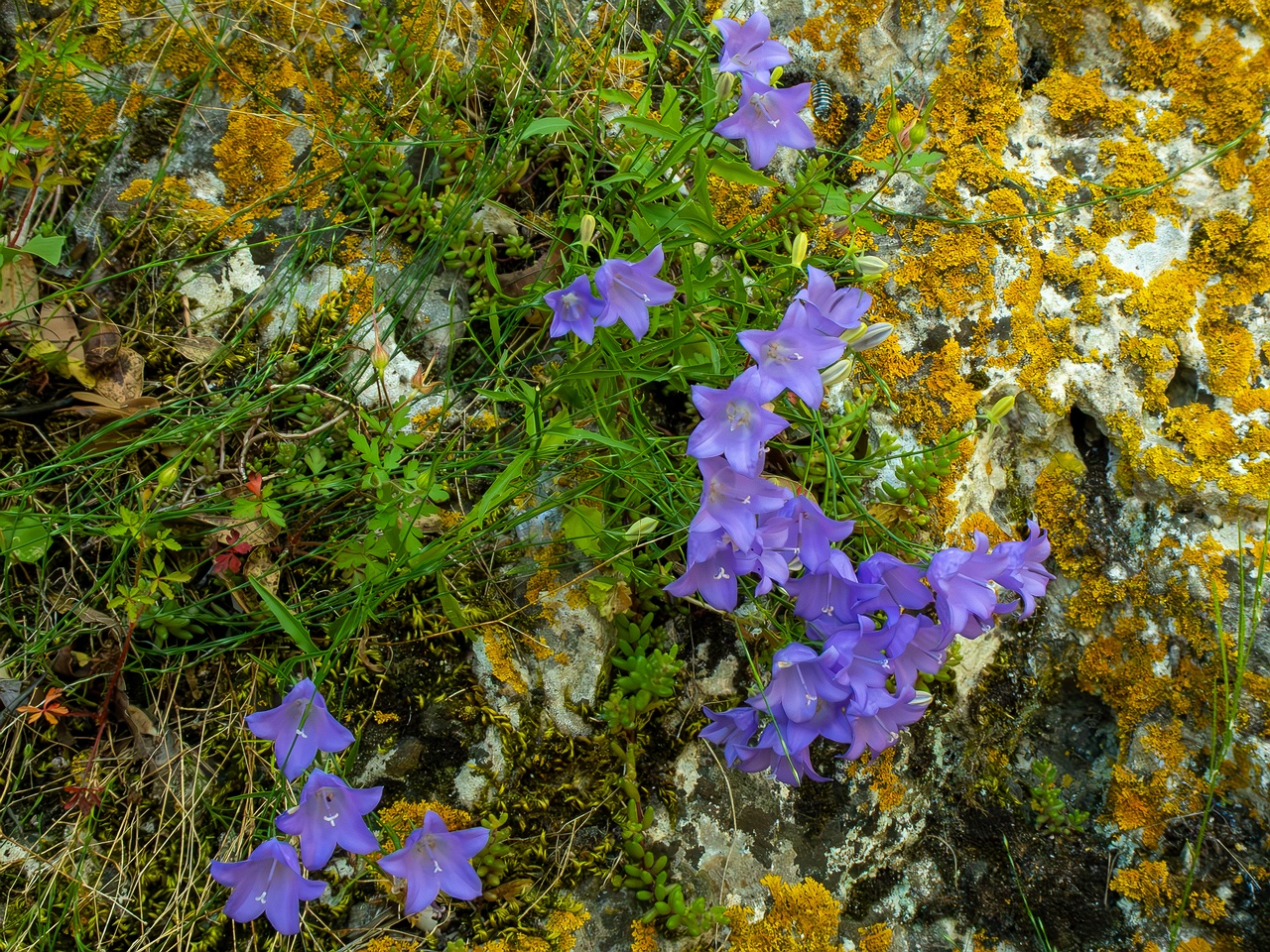 Campanula rotundifolia _2025-05-15_1-6