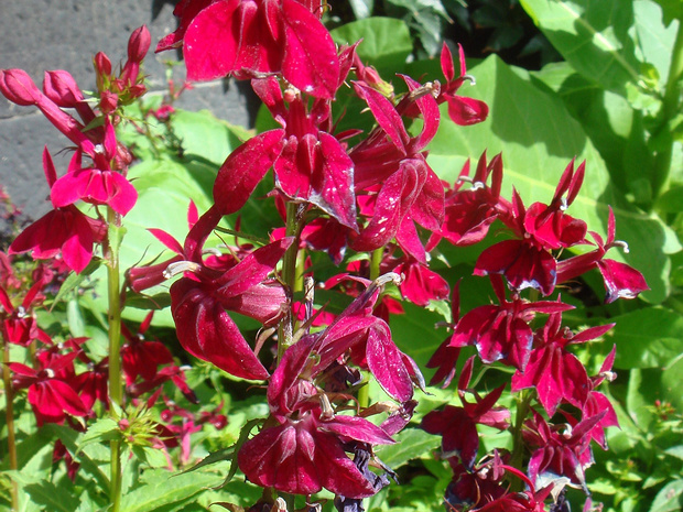 Лобелия пурпурная - Lobelia cardinalis