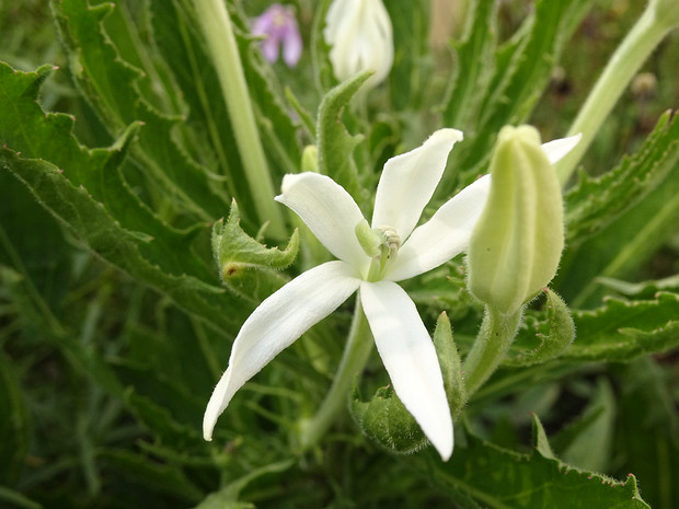 Гиппоброма длинноцветковая - Hippobroma longiflora