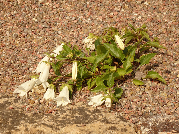 Колокольчик берёзоволистный - Campanula betulifolia