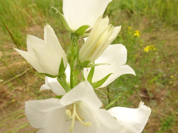 Колокольчик персиколистный белая форма - Campanula persicifolia f. alba