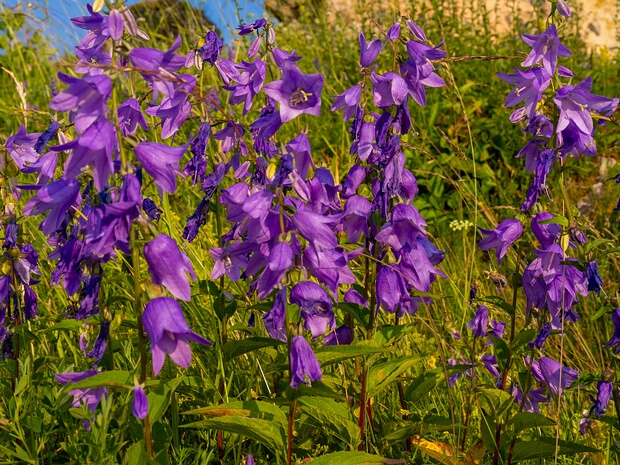Колокольчик рапунцелевидный - Campanula rapunculoides