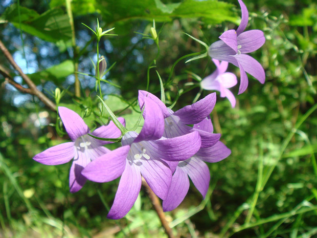 Колокольчиковые - Campanulaceae The family Campanulaceae (also bellflower family), of the order Asterales, contains nearly 2400 species in 84 genera of...