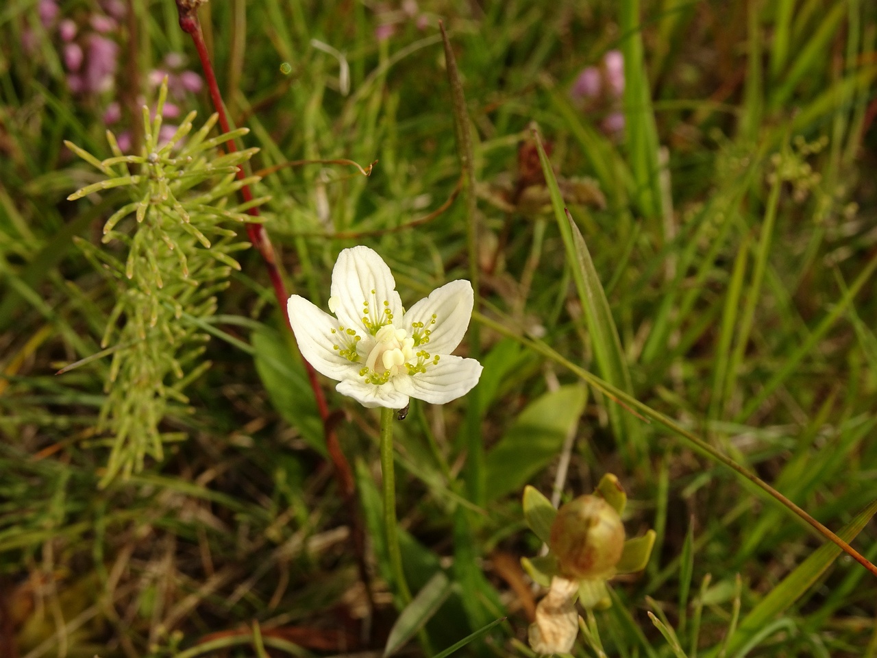 Parnassia palustris 23-Jul-19 _ 12_20_34