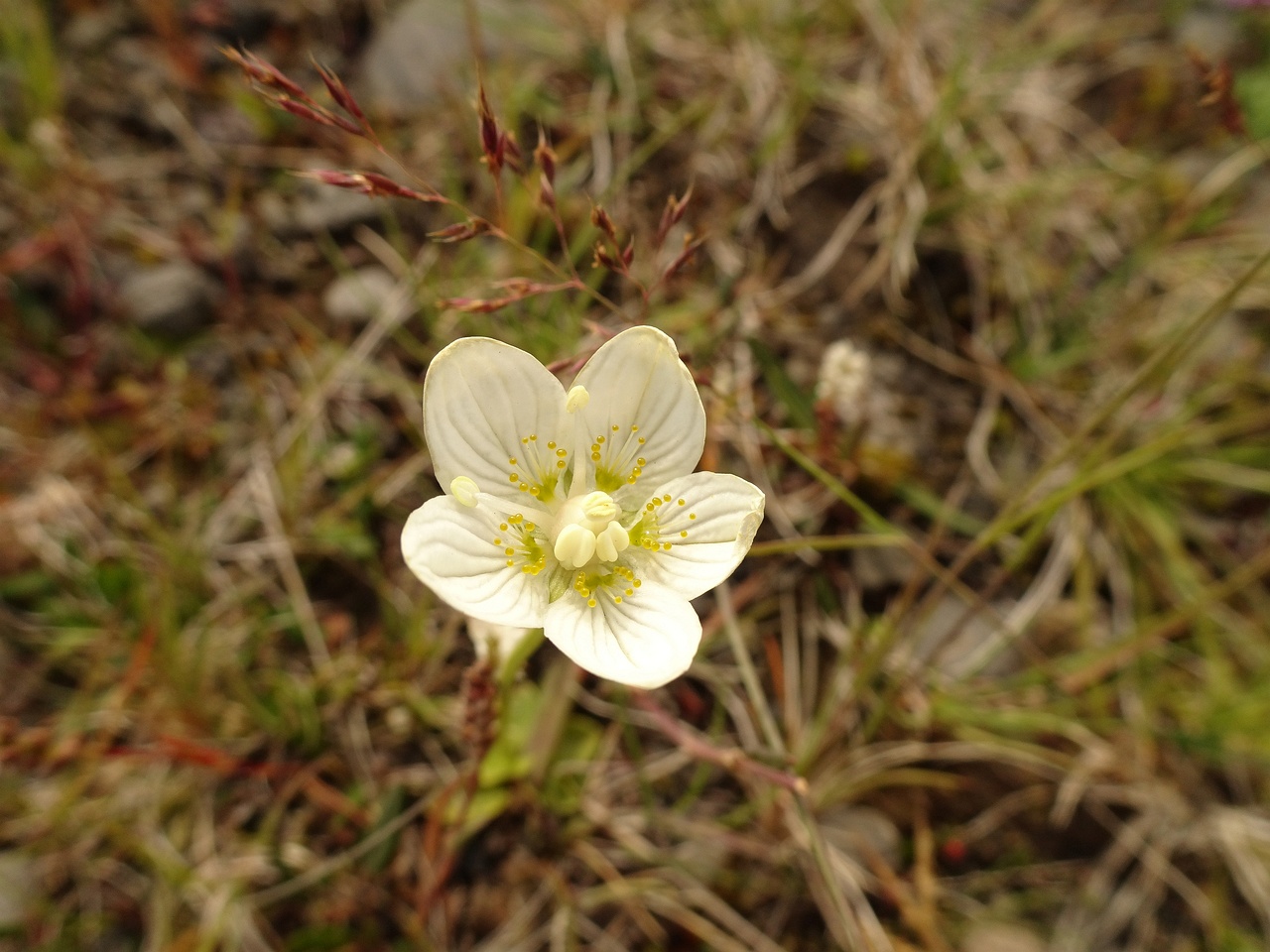 Parnassia palustris 23-Jul-19 _ 12_21_26