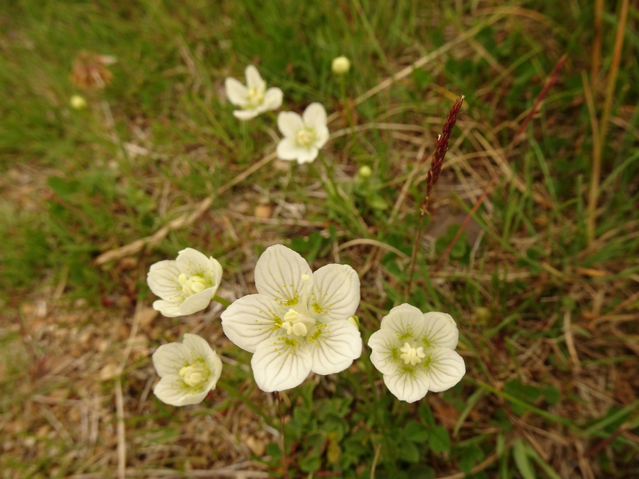 Parnassia palustris 23-Jul-19 _ 13_43_38