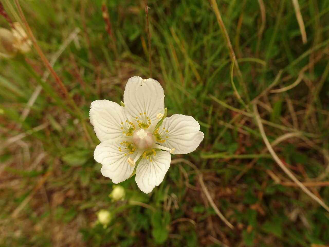 Parnassia palustris 23-Jul-19 _ 13_43_52