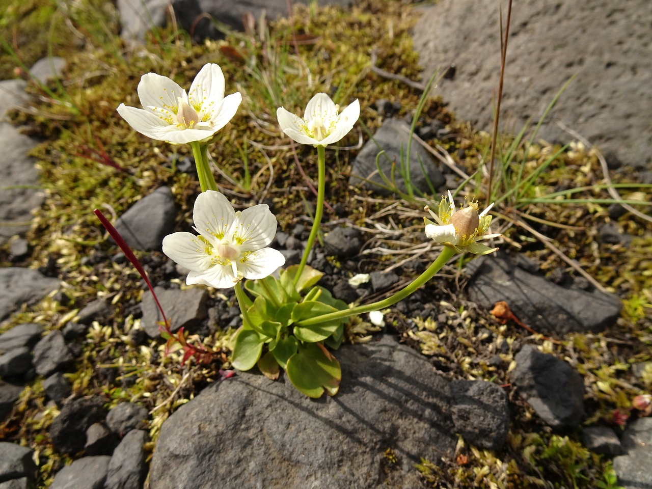 Parnassia palustris 25-Jul-19 _ 17_06_10