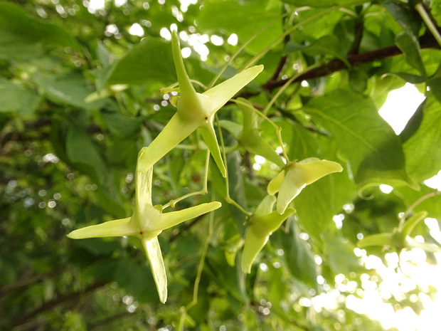 Бересклет большекрылый - Euonymus macropterus