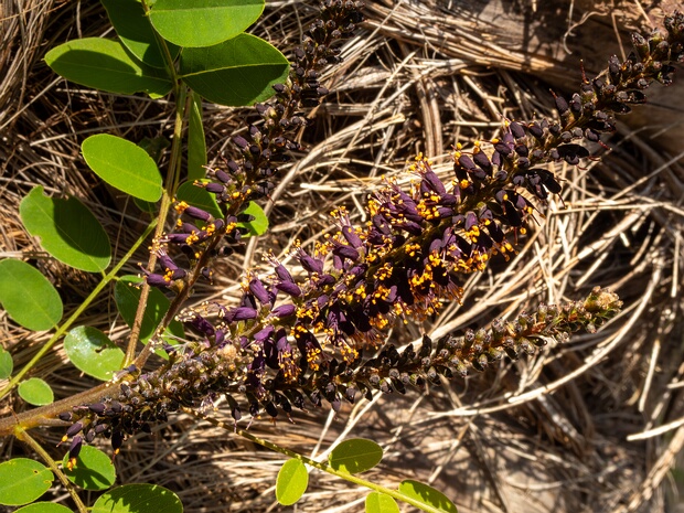 Аморфа кустарниковая - Amorpha fruticosa
