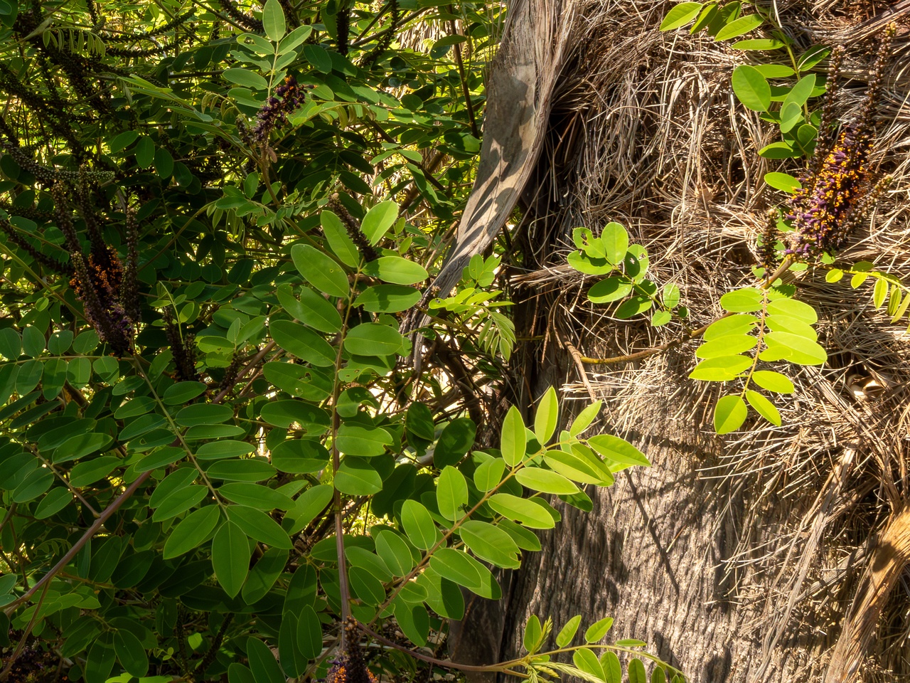Amorpha fruticosa _2025-05-13_1-3
