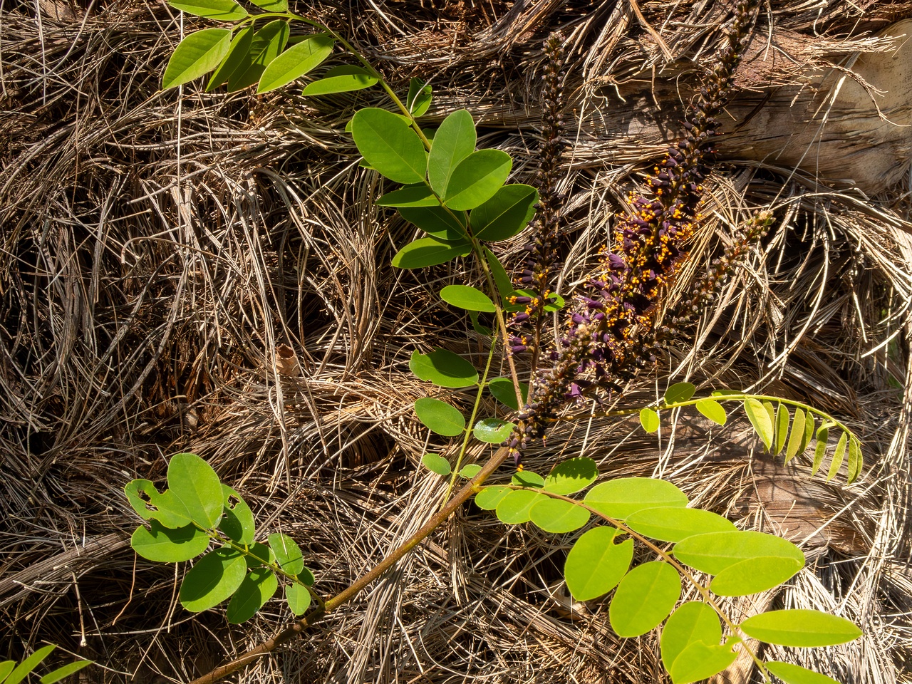 Amorpha fruticosa _2025-05-13_1-4
