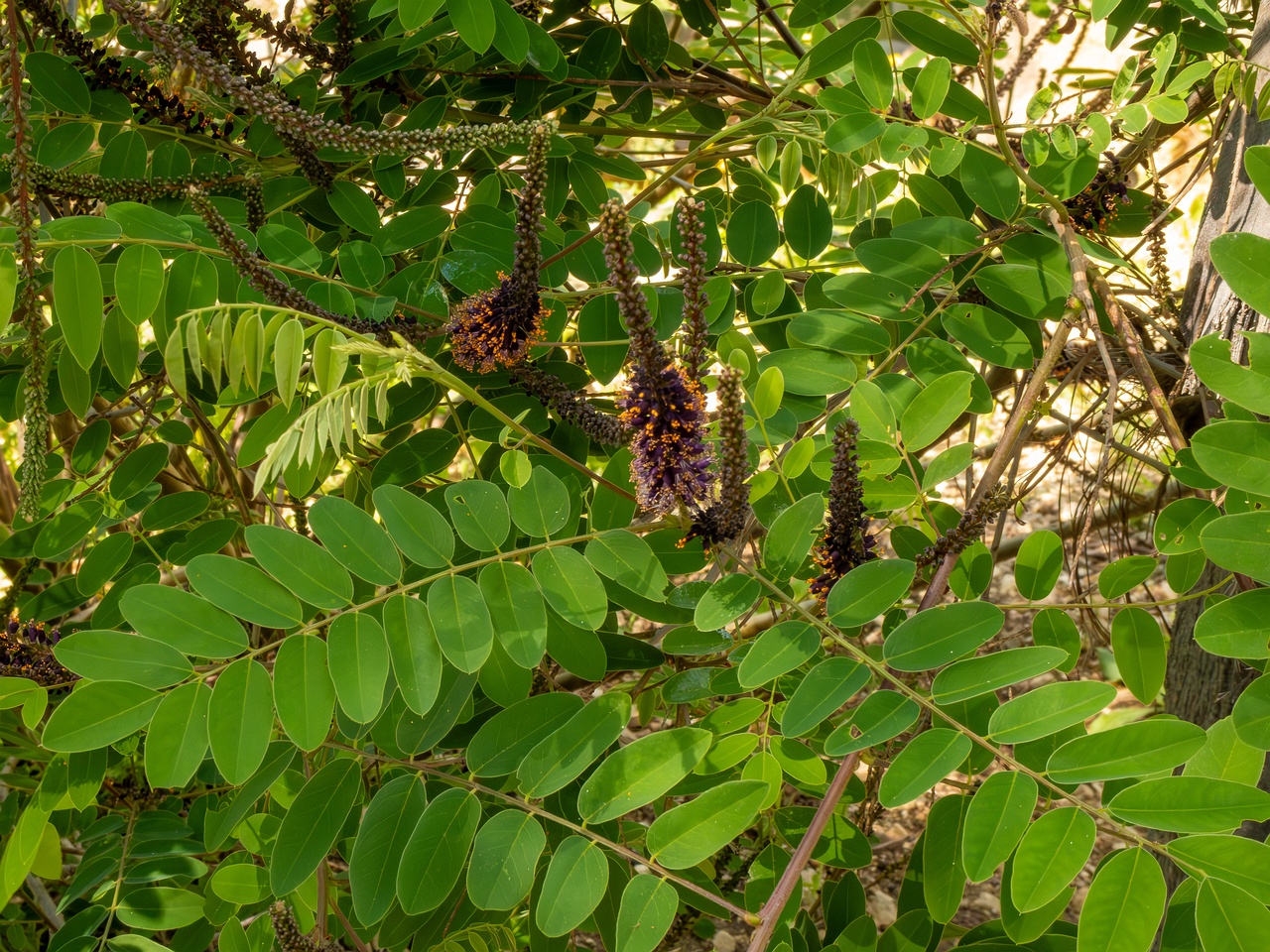 Amorpha fruticosa _2025-05-13_1-5
