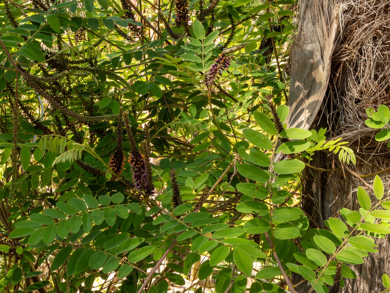 Amorpha fruticosa _2025-05-13_1-6