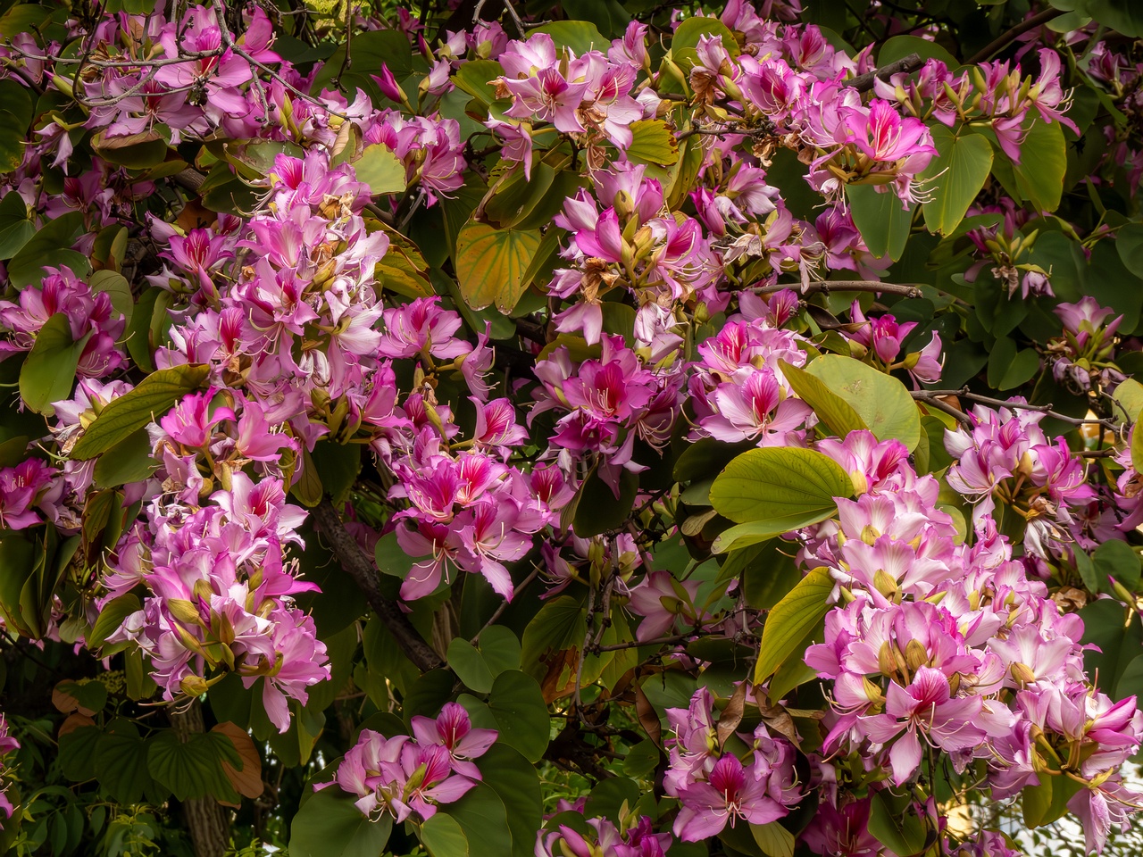Bauhinia × blakeana _2025-05-16_1-1