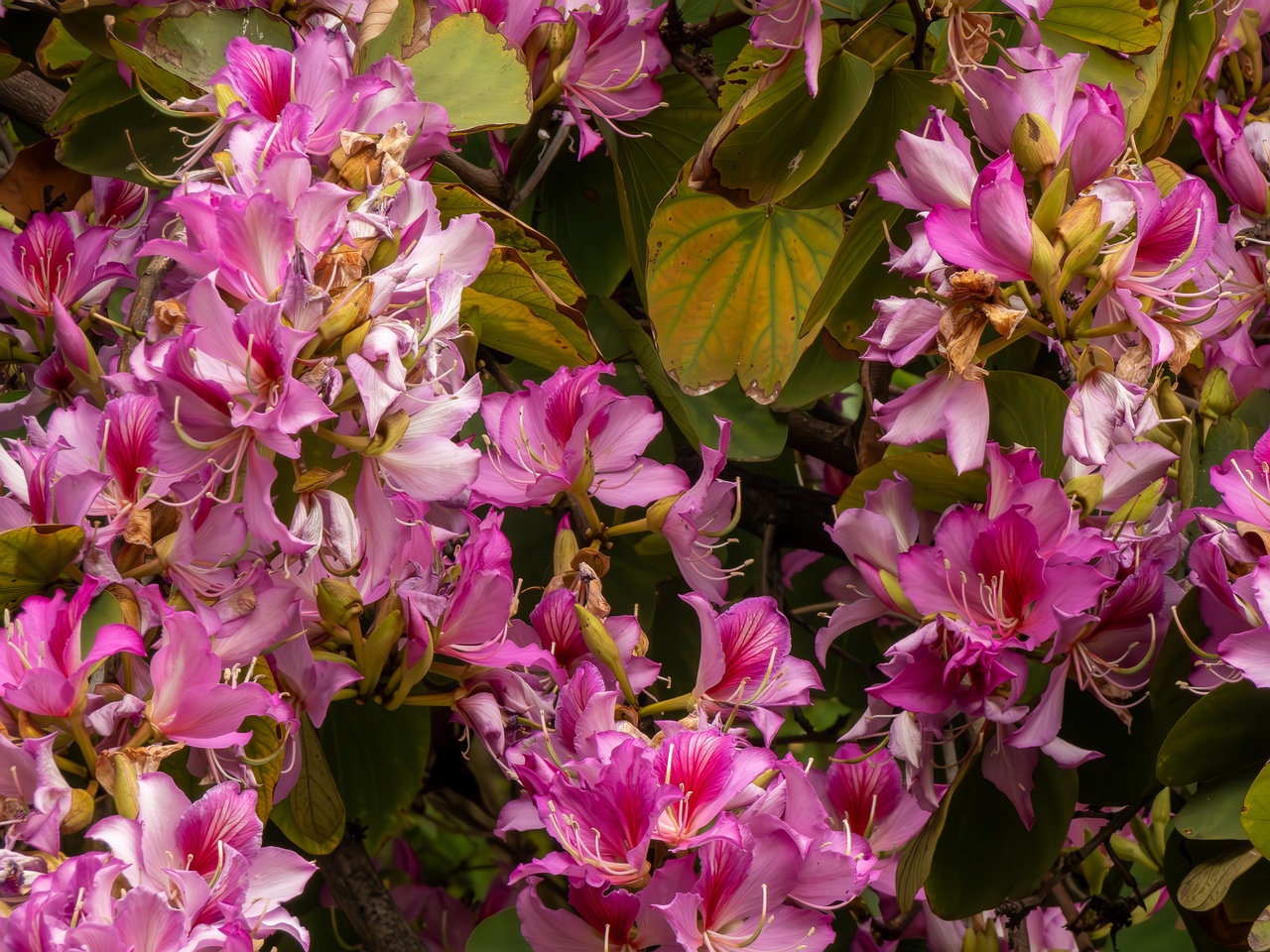 Bauhinia × blakeana _2025-05-16_1-2
